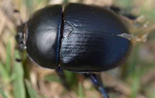 Réf. 288 497 : Sericotrupes niger